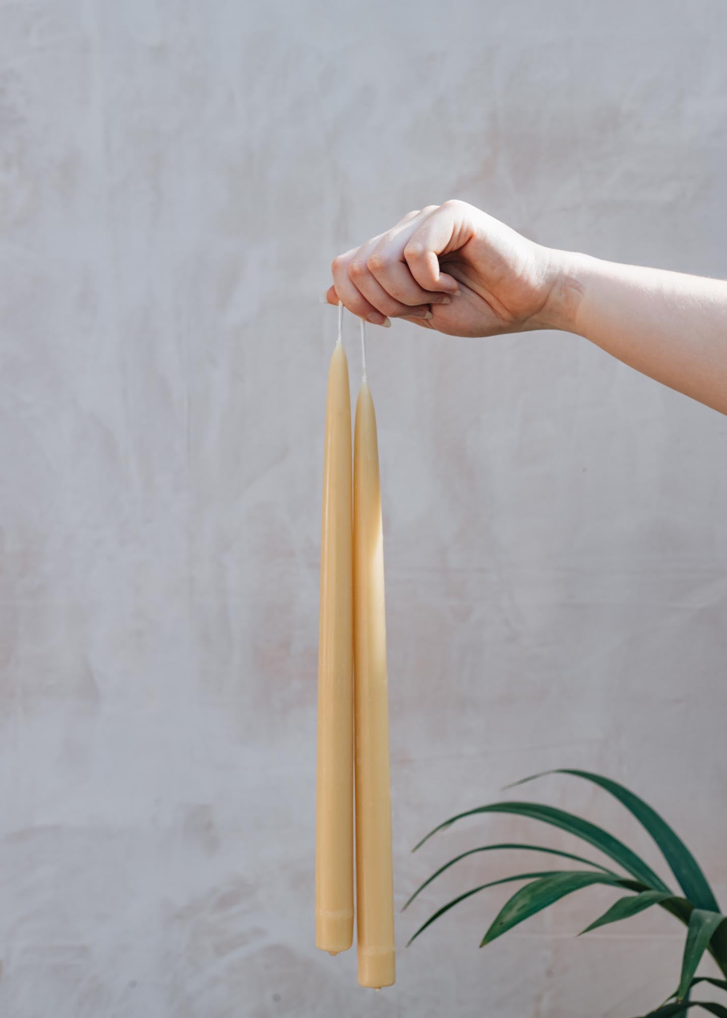 Long Standard Beeswax Candle Pairs, pack of six