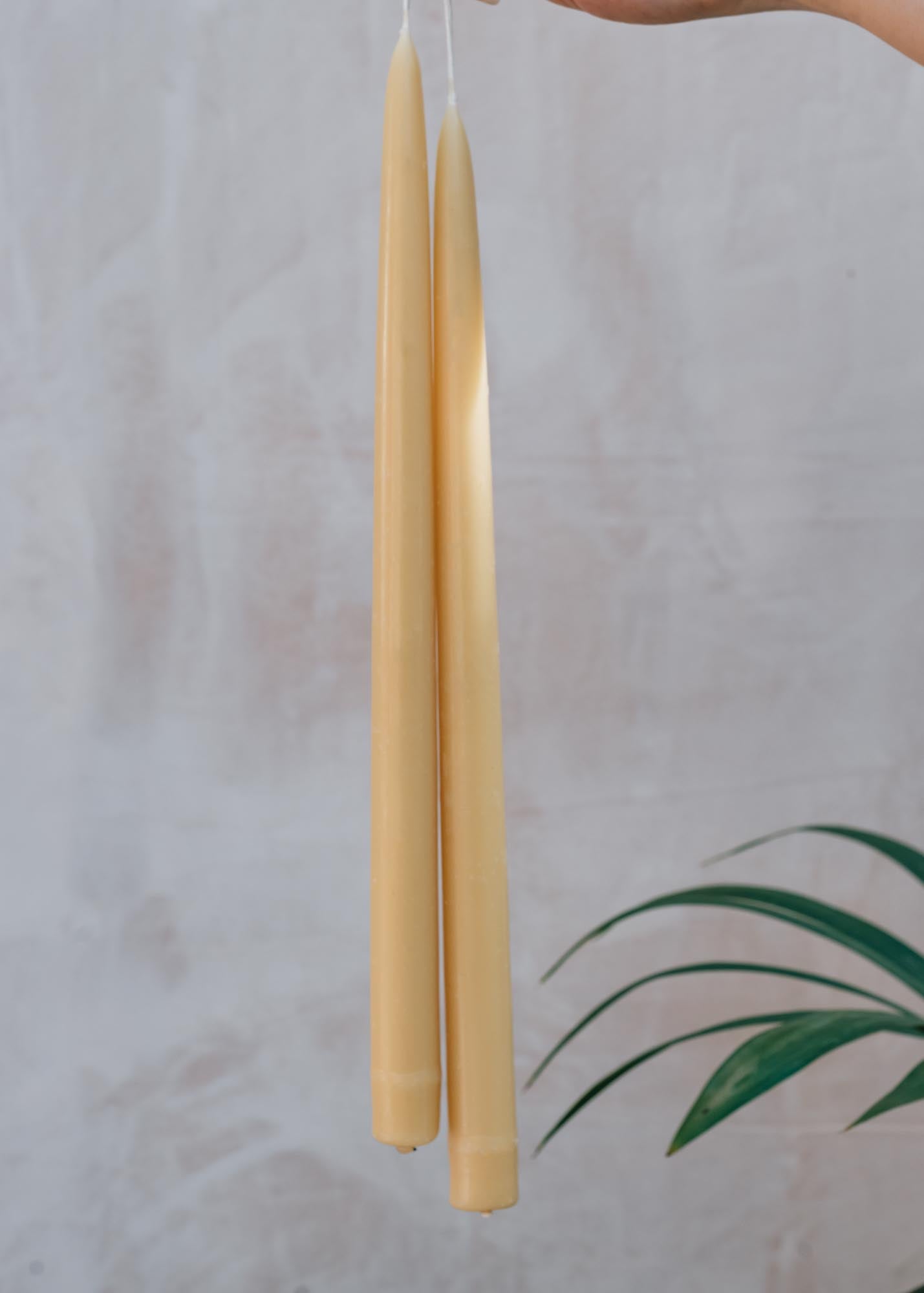 Long Standard Beeswax Candle Pairs, pack of six