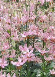 Taylors Bulbs Lilium 'Candy Morning' Bulbs, pack of three