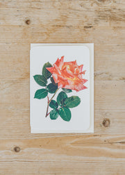 Canonbury Press Pink and Yellow Rose Greetings Card