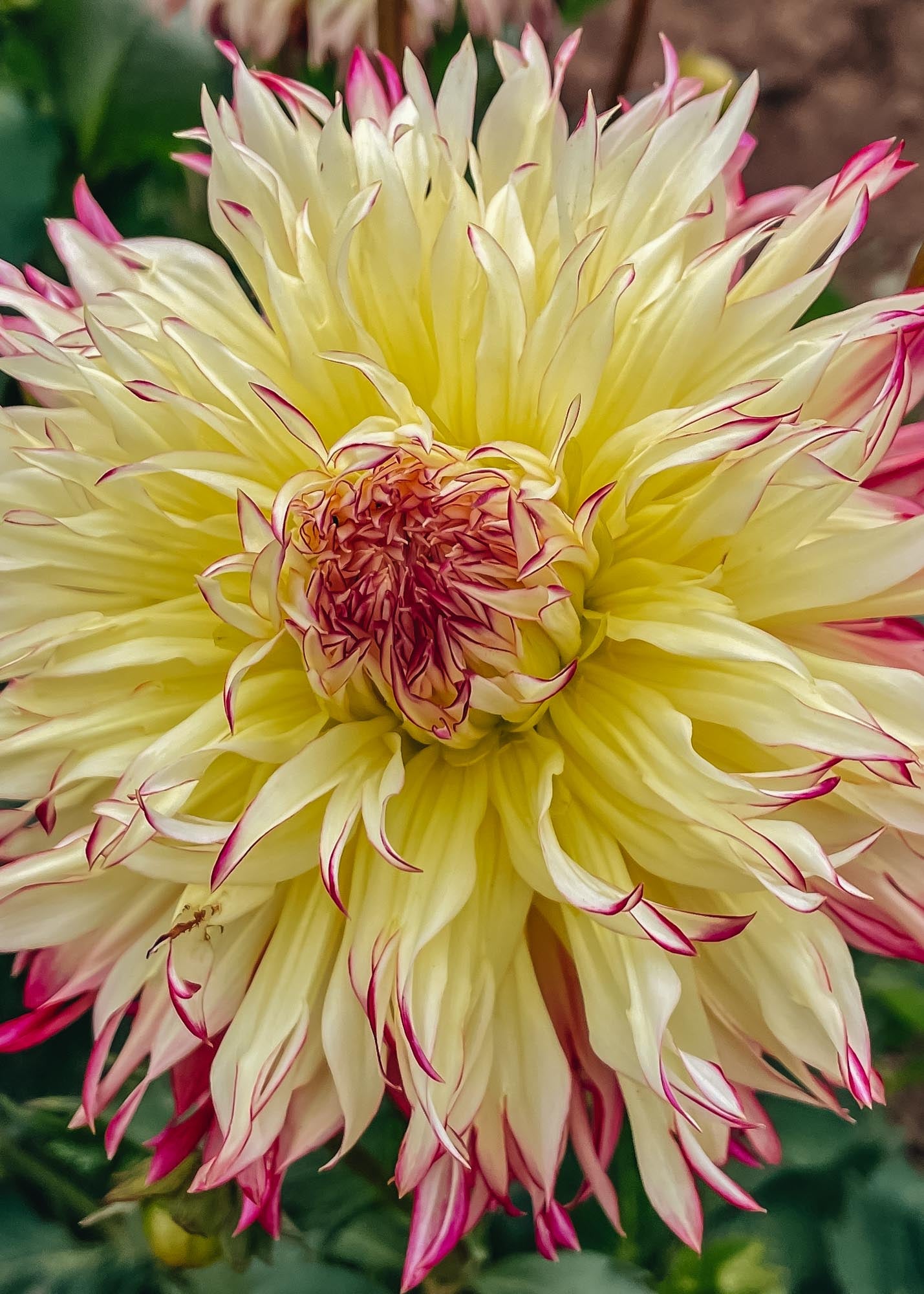 Taylors Bulbs Dahlia 'Caproz Josephine' Tubers