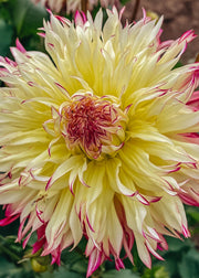Taylors Bulbs Dahlia 'Caproz Josephine' Tubers