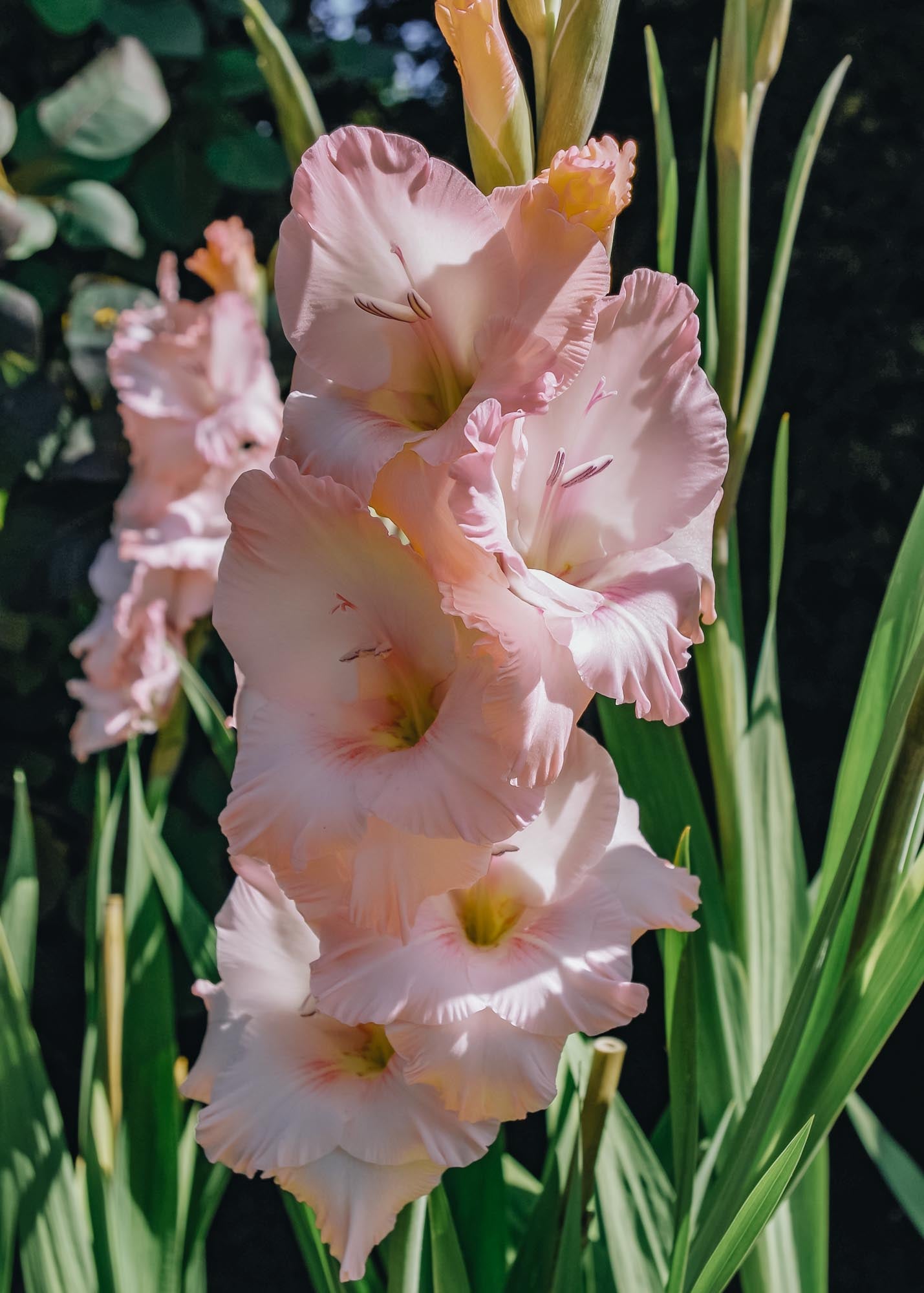 Gladiolus 'Careless', pack of 15 corms