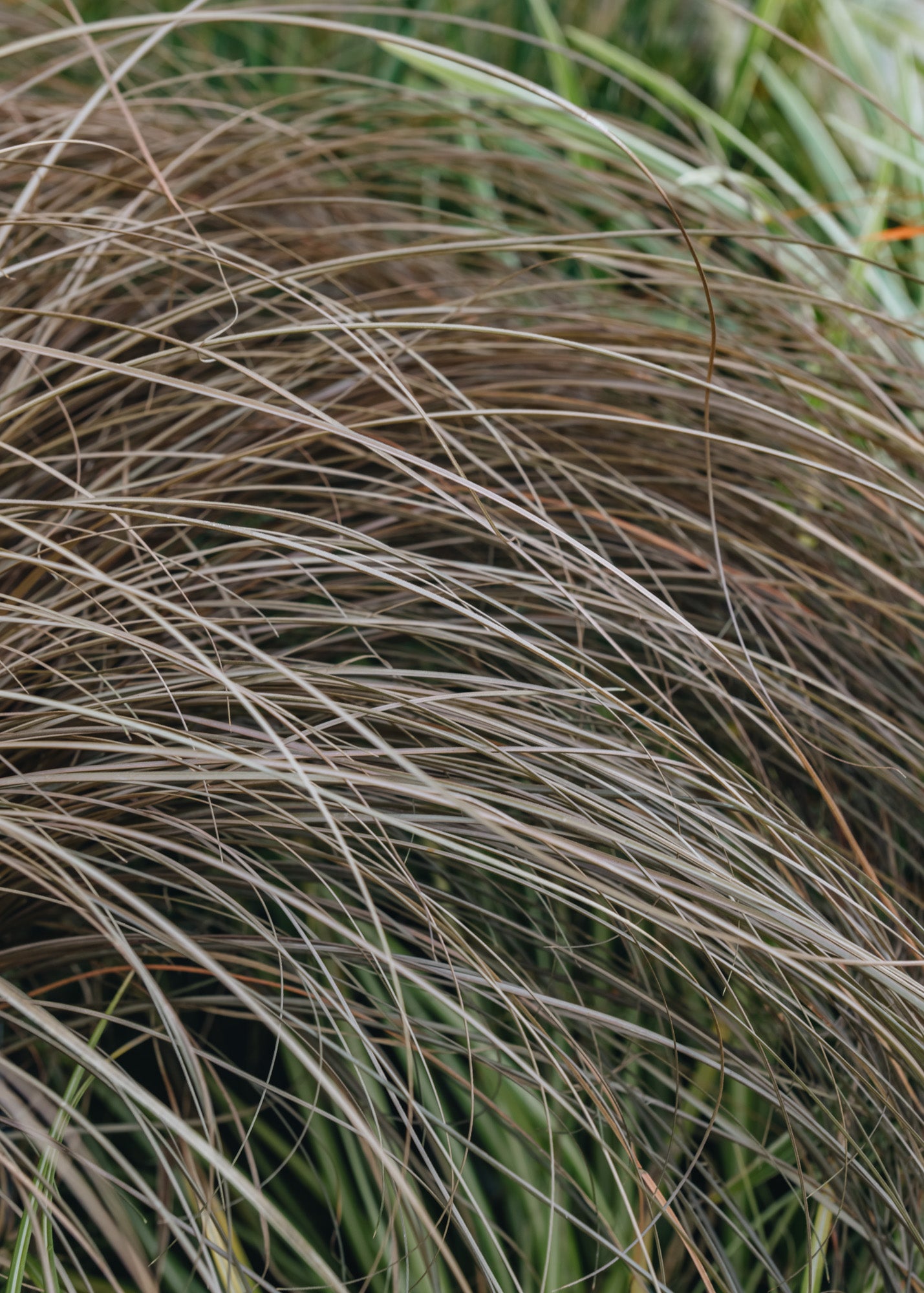 Carex Comans Bronze, 2/3L