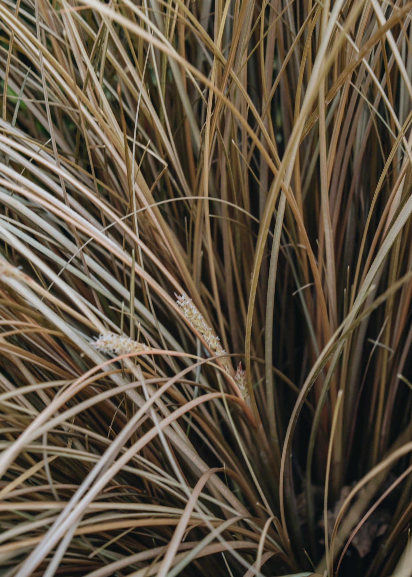 Carex Carex Comans Bronze, 2/3L