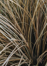 Carex Carex Comans Bronze, 2/3L