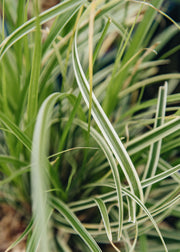 Hydrangea Carex oshimensis 'Evercream', 2L