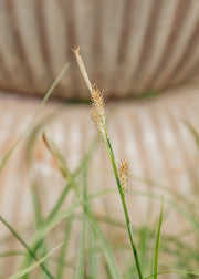 Carex Carex oshimensis 'Evercream', 2L