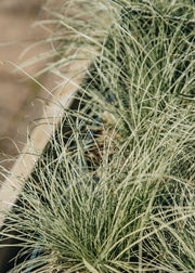 Carex comans 'Frosted Curls', 1L
