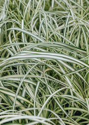 Carex Moon Falls, 2/3L