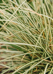 Carex 'Moonlight', 3L