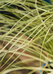 Carex Carex testacea 'Prairie Fire', 2L
