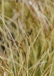 Carex brunnera Jeneke