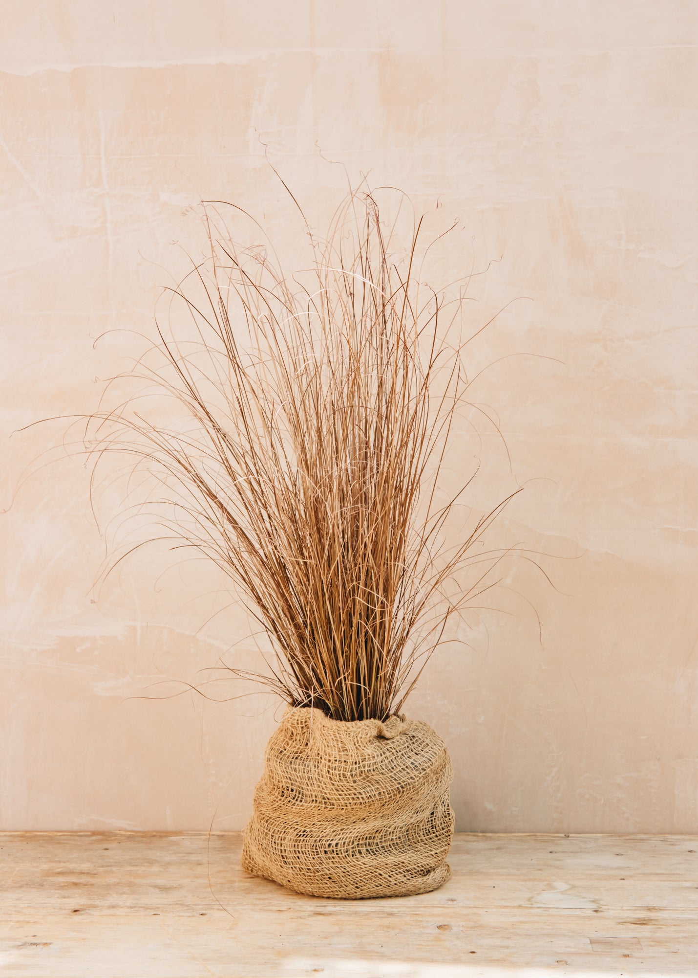 Carex Carex buchananii Red Rooster, 2L
