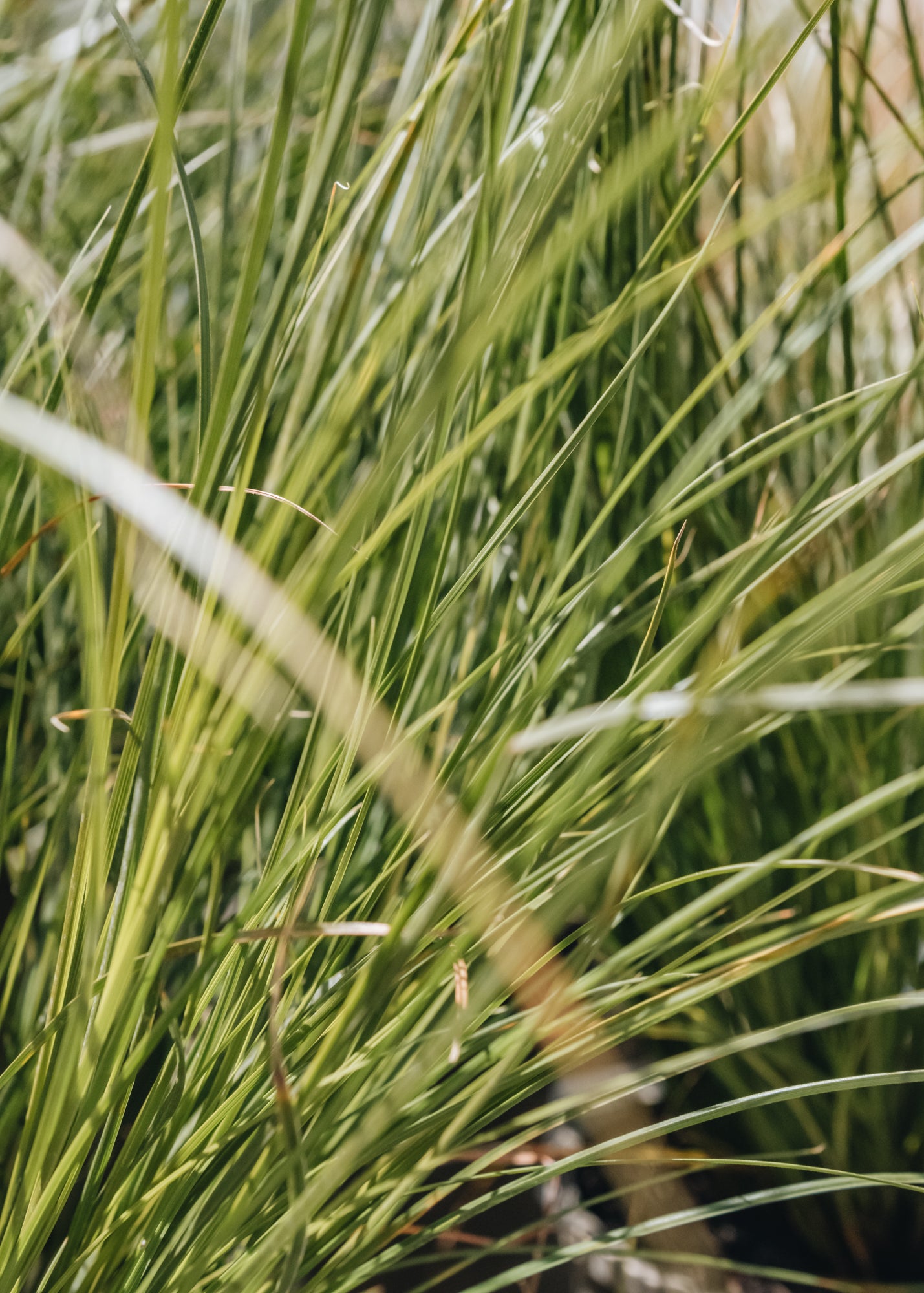 Carex Testacea 2/3L