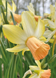 Taylors Bulbs Narcissus 'Carice' Bulbs