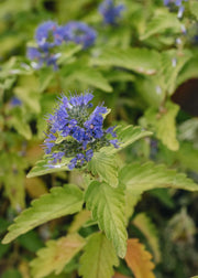 Caryopteris Hint of Gold