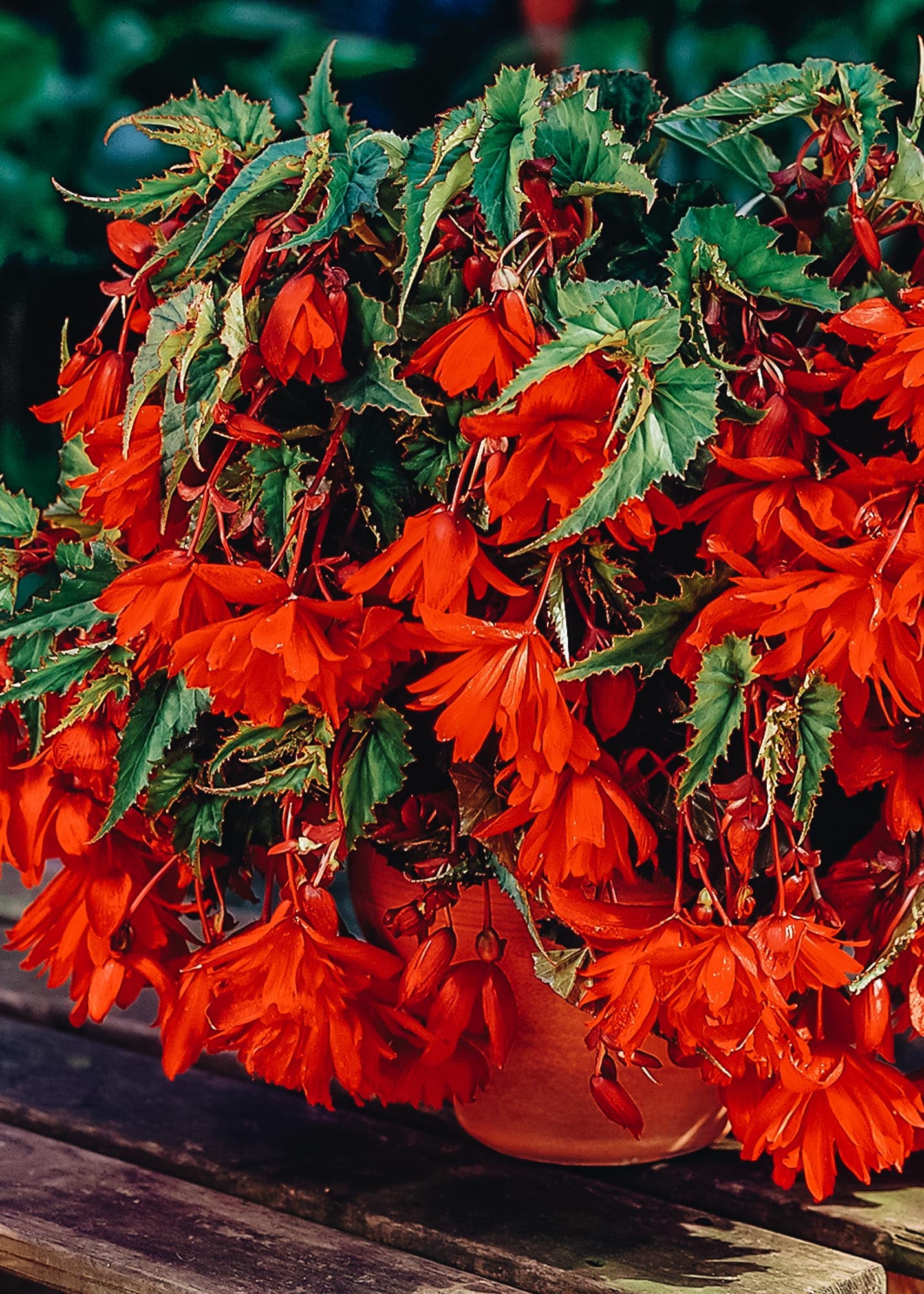 Begonia 'Cascading Red' , pack of 5 tubers