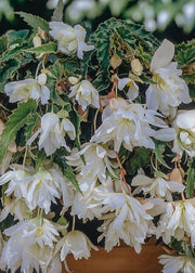 Begonia 'Cascading White' , pack of 5 tubers