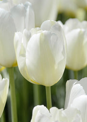 Taylors Bulbs Tulipa 'Catherina' Bulbs