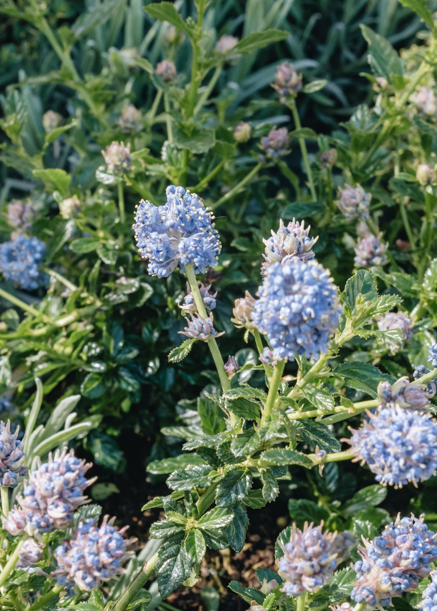 Ceanothus Blue Mound