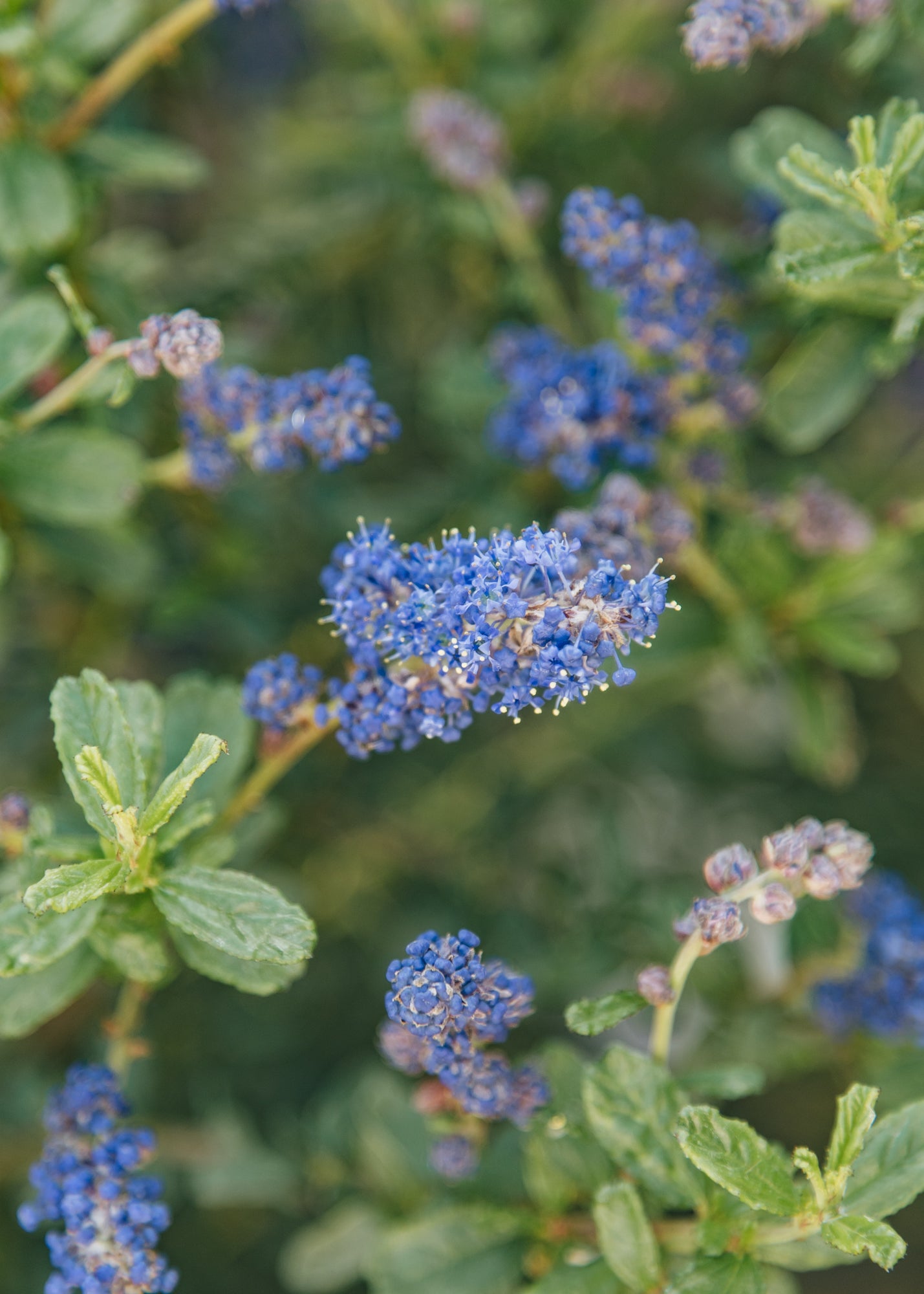 Bordallo Pinheiro Ceanothus Southmead, 3L