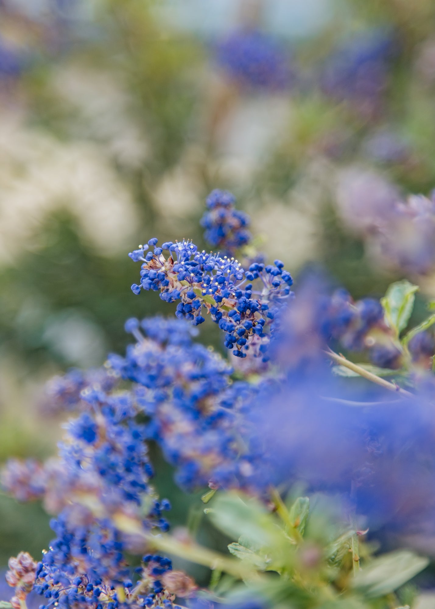 Ceanothus Ceanothus Southmead, 3L