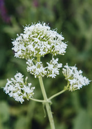 Centranthus Centranthus ruber ‘Albus', 2L