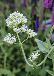 Centranthus Centranthus ruber ‘Albus', 2L
