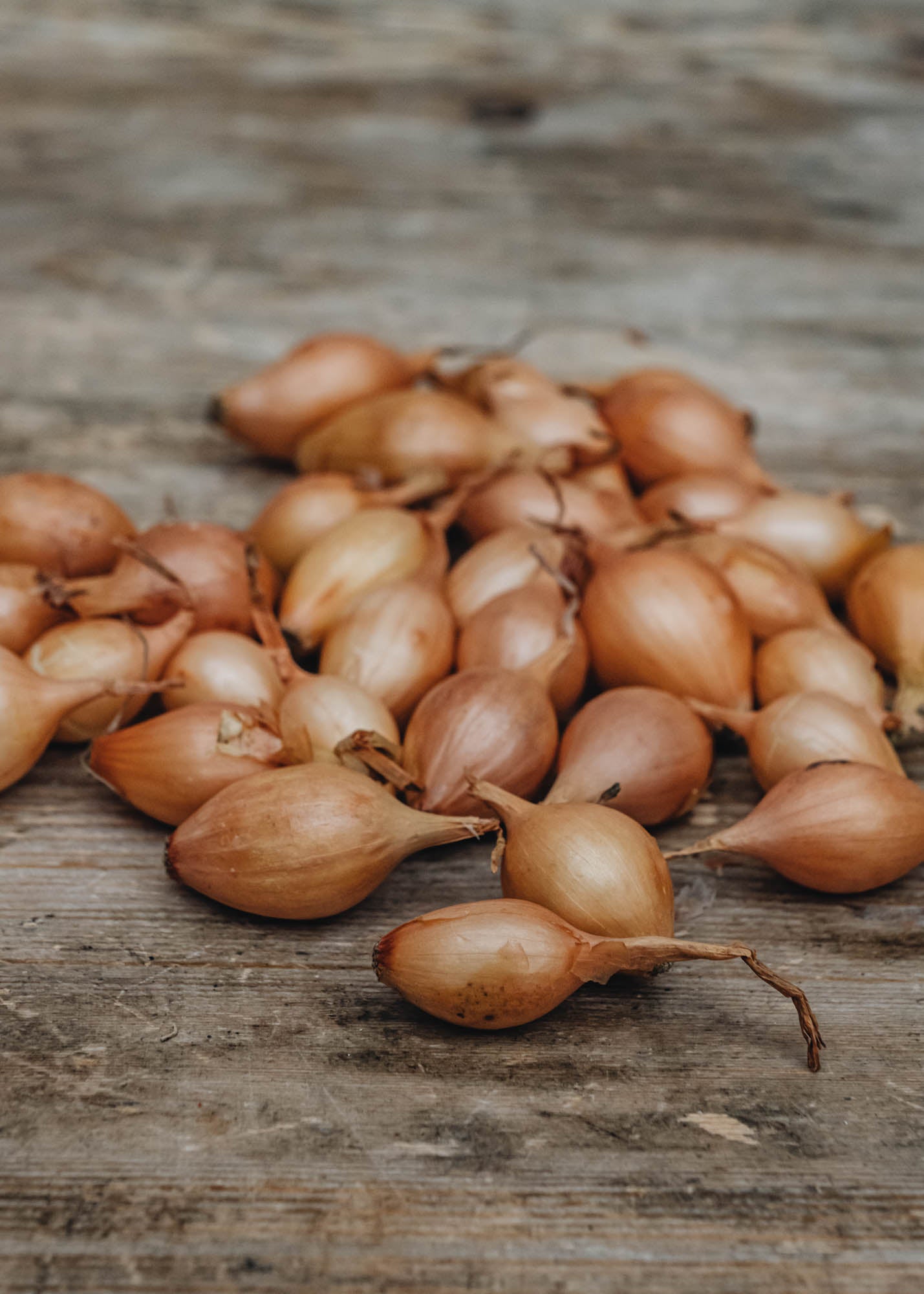 Taylors Bulbs Onion 'Centurion F1', pack of 50 sets