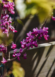 Cercis chinensis 'Avondale', 12L