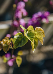 Cercis Cercis chinensis 'Avondale', 12L
