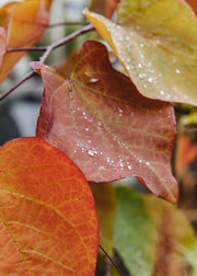 Cercis canadensis Eternal Flame