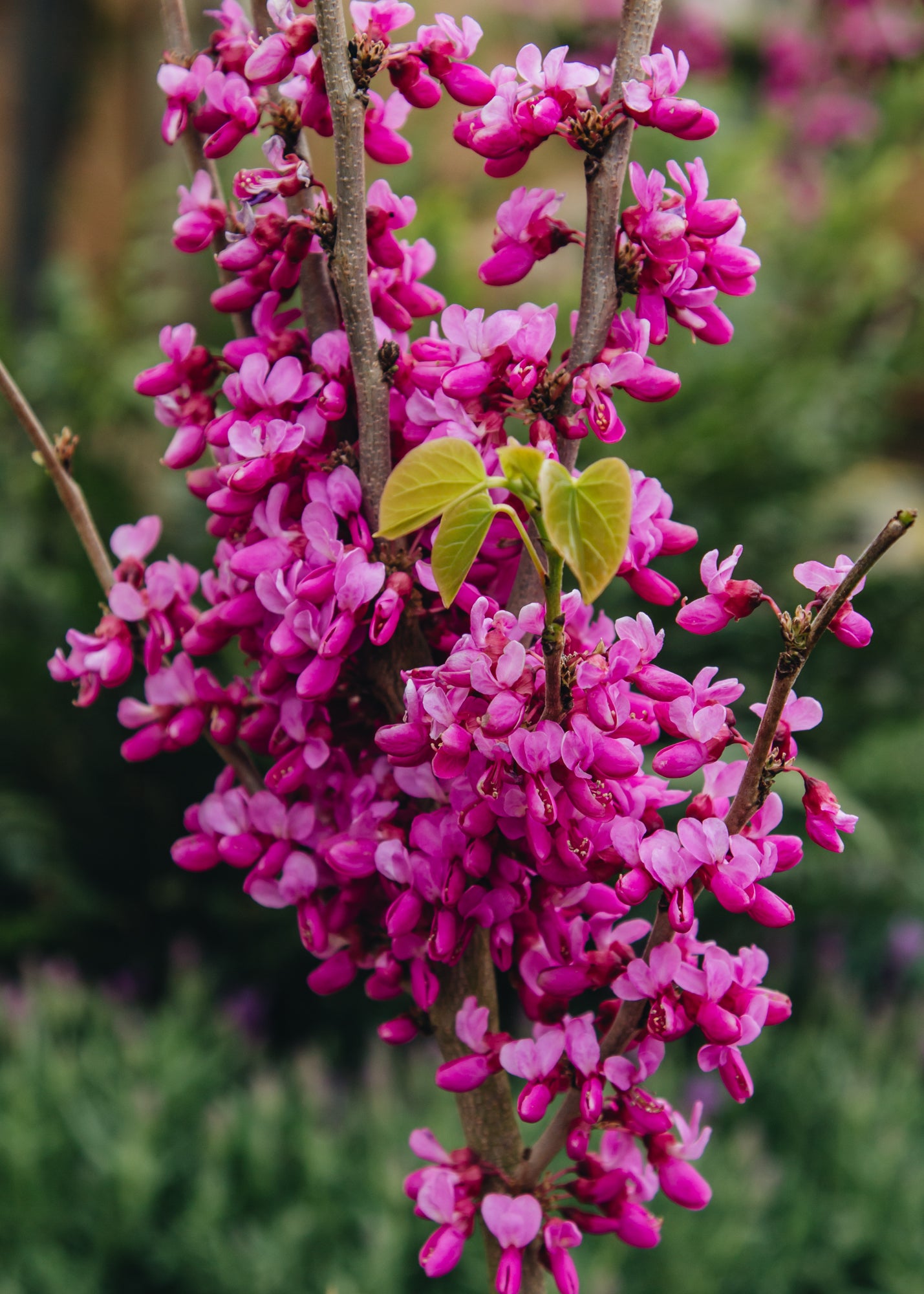 Cercis Cercis chinensis Diane, 10L 
