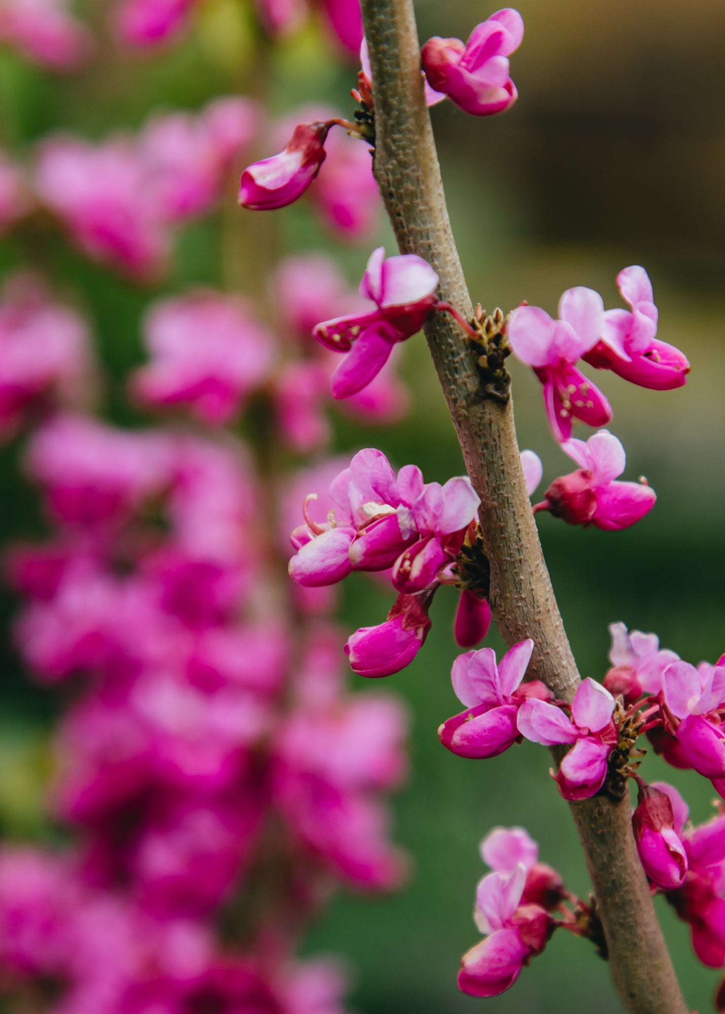 Cercis Cercis chinensis Diane, 10L 