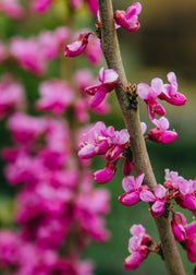 Cercis Cercis chinensis Diane, 10L 