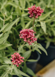 Centranthus Centranthus ruber var. Coccineus, 2L