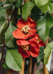 Chaenomeles Chaenomeles x superba 'Crimson and Gold', 3L