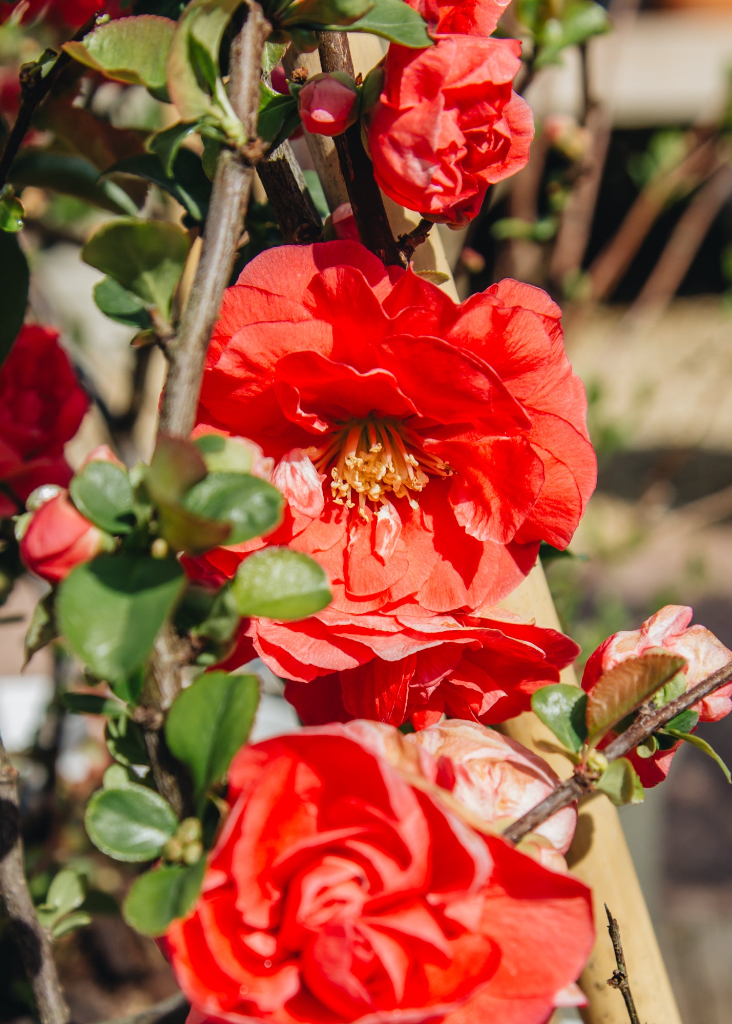 Chaenomeles Chaenomeles Speciosa Pink Storm, 10L