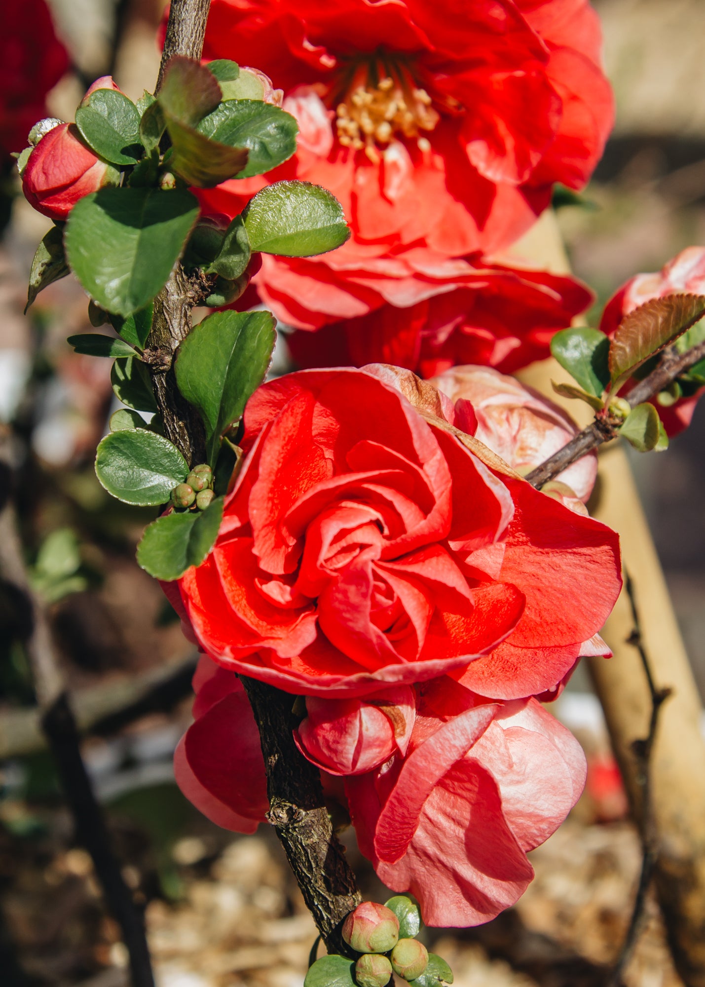 Chaenomeles Chaenomeles Speciosa Pink Storm, 10L