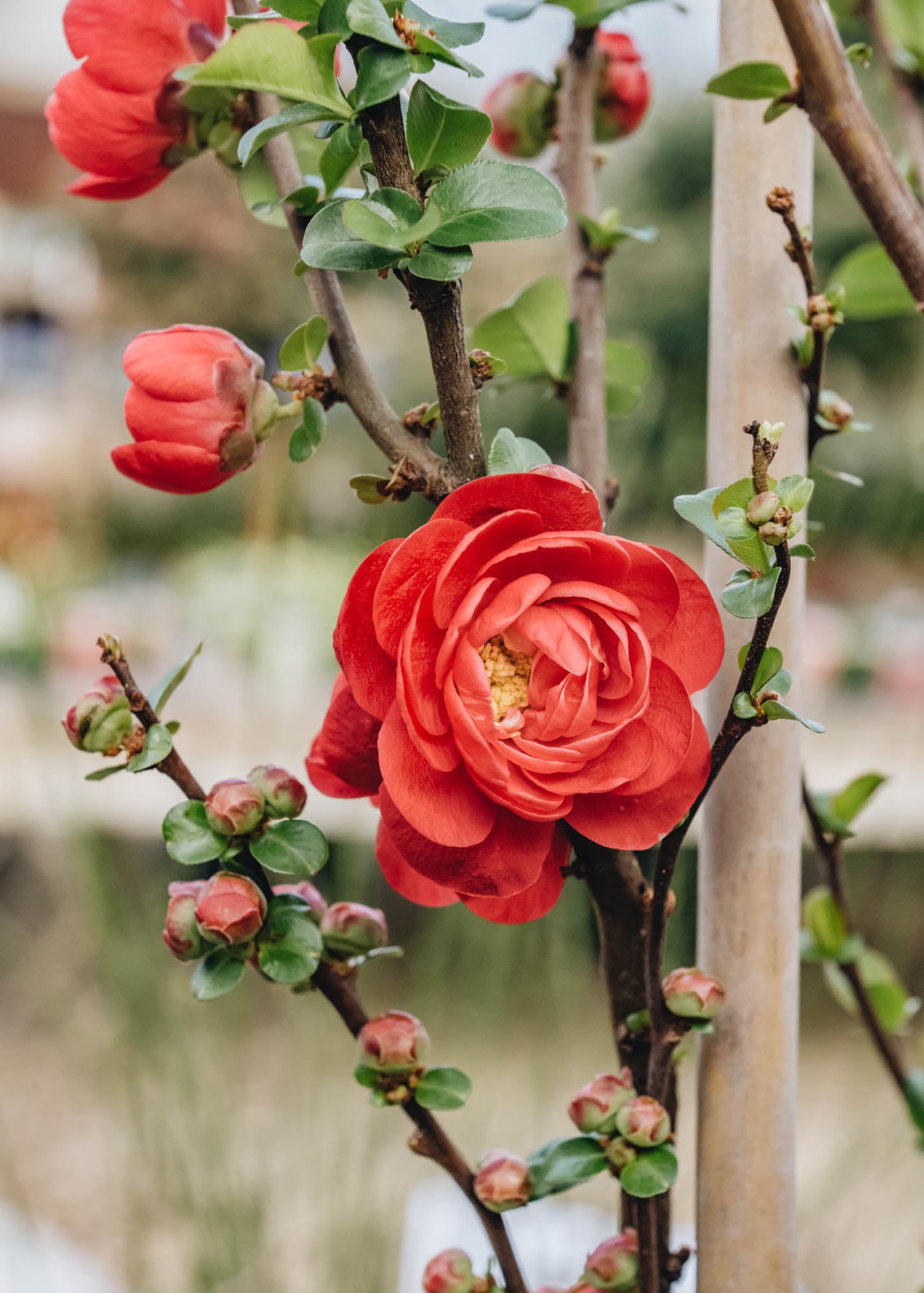 Chaenomeles speciosa Scarlet Storm