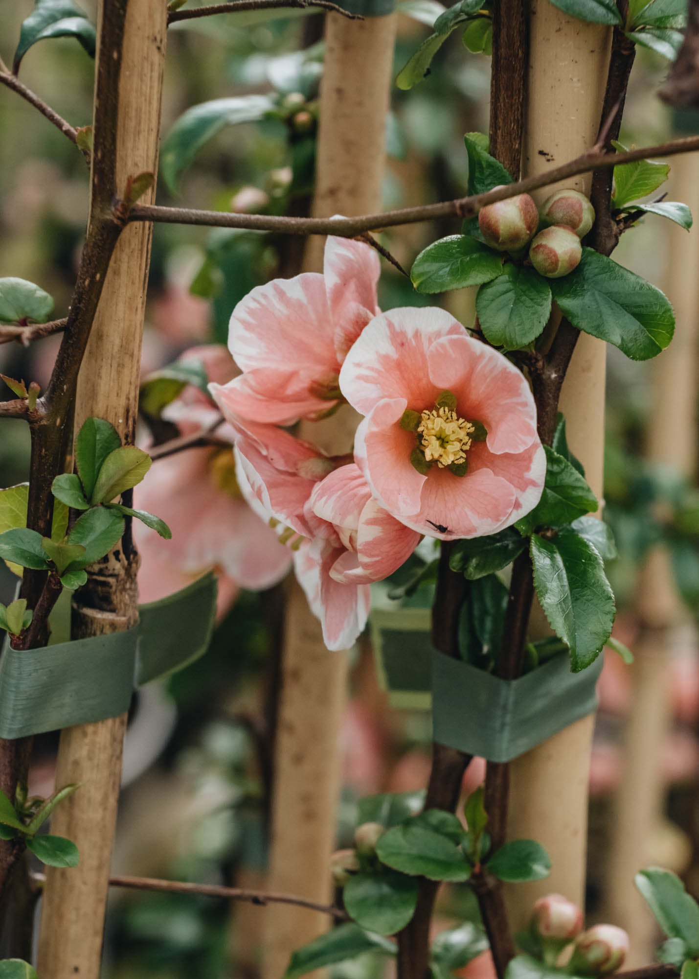 Chaenomeles speciosa Madama Butterfly