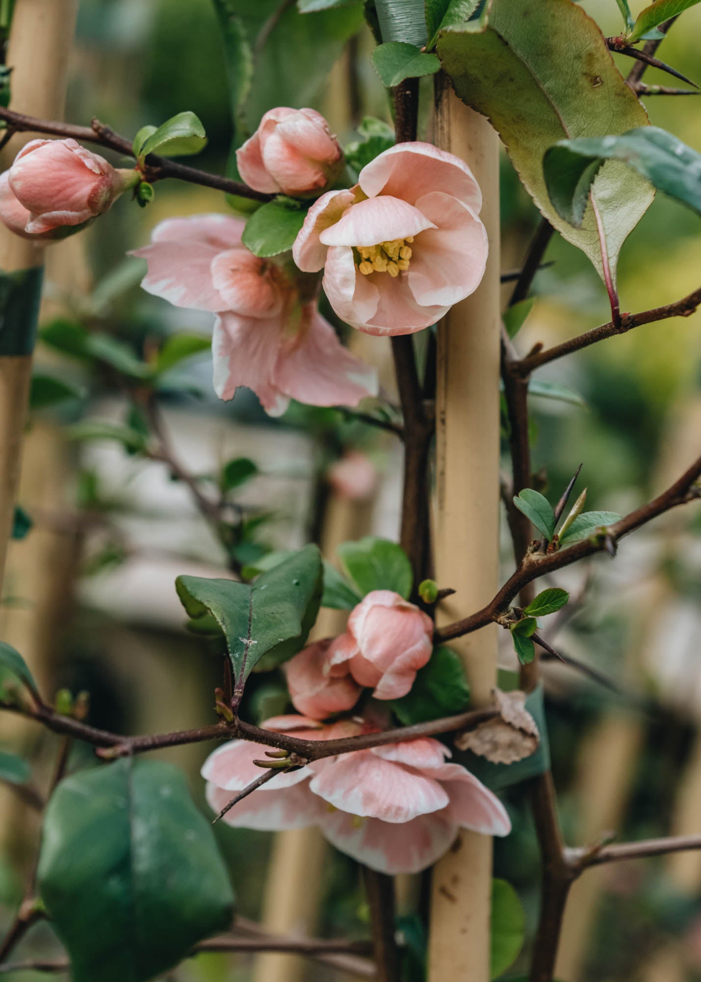 Chaenomeles speciosa Madama Butterfly