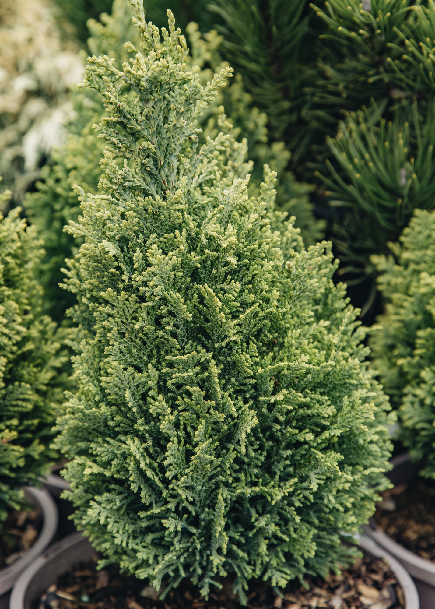 Chamaecyparis lawsoniana Burford Gold, 3L 