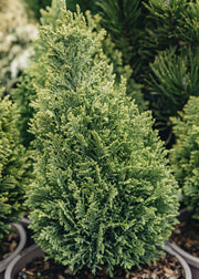 Chamaecyparis lawsoniana Burford Gold, 3L 
