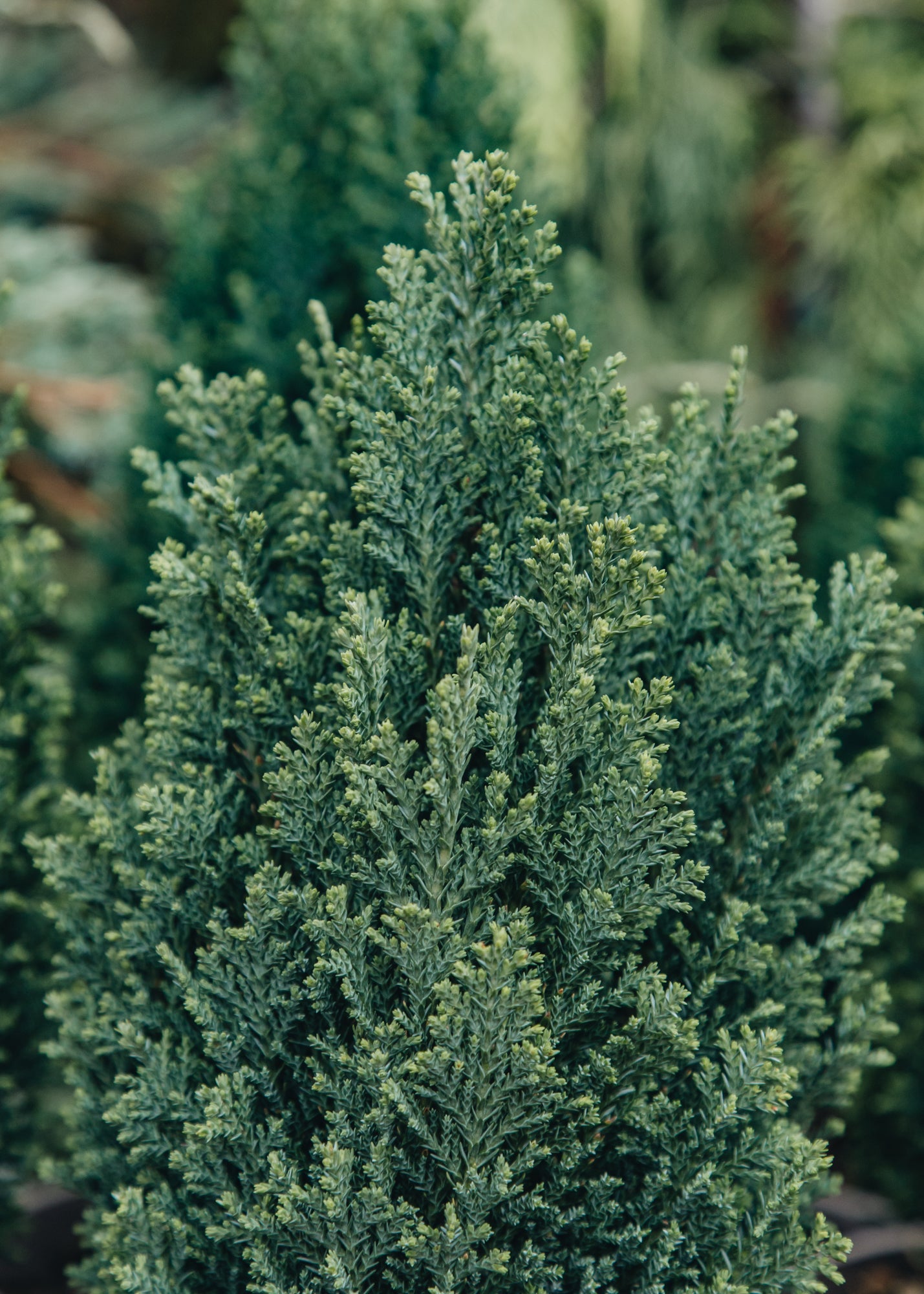 Chamaecyparis lawsoniana Ellwood’s Pillar, 3L 