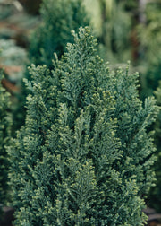 Chamaecyparis lawsoniana Ellwood’s Pillar, 3L 