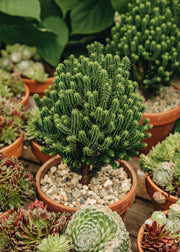 Chamaecyparis Chamaecyparis thyoides 'El Paso', 1-2L