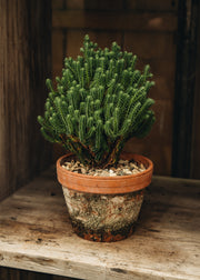 David Austin Roses Chamaecyparis thyoides 'El Paso', 1-2L