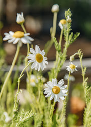 Chamomile, 1L